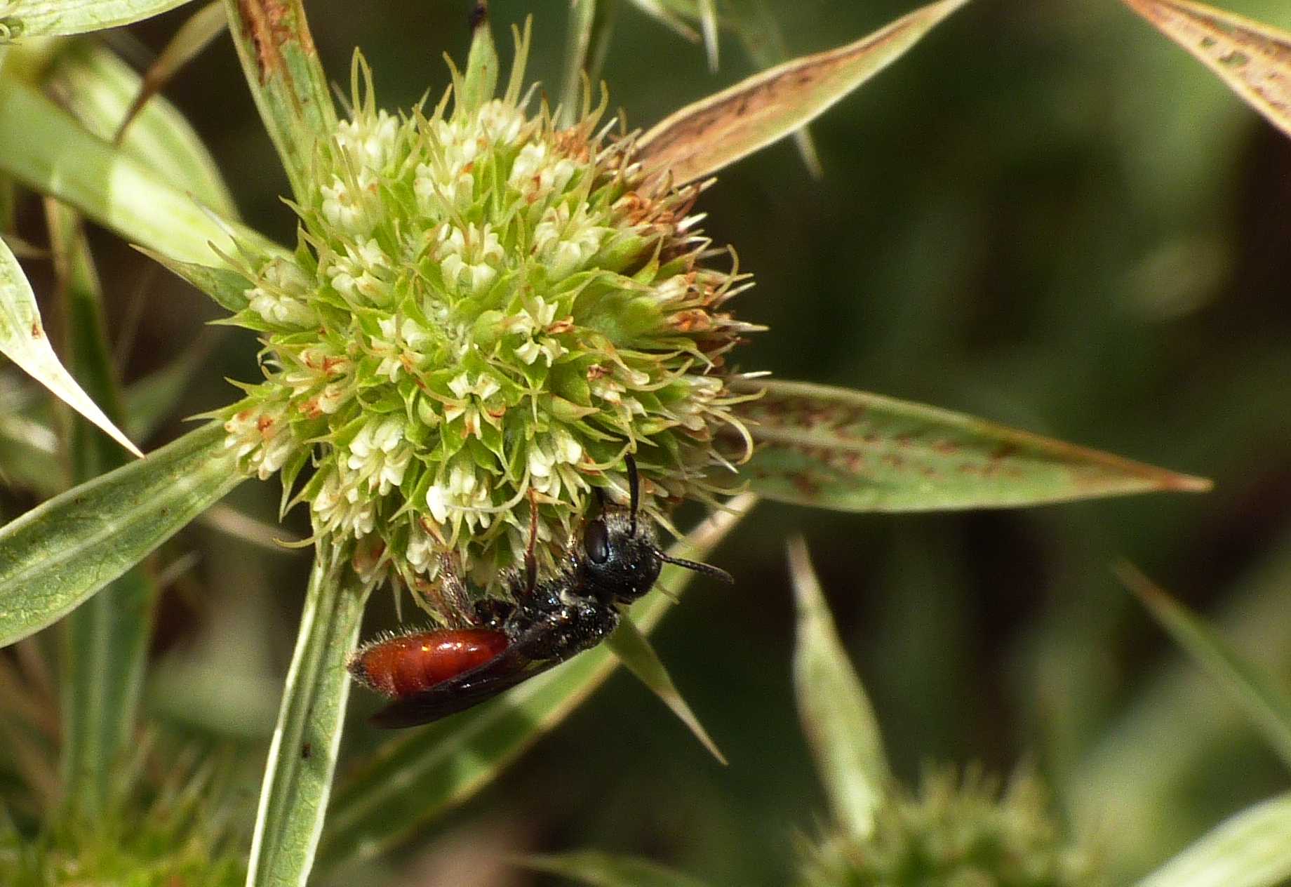 Micro Sphecodes?